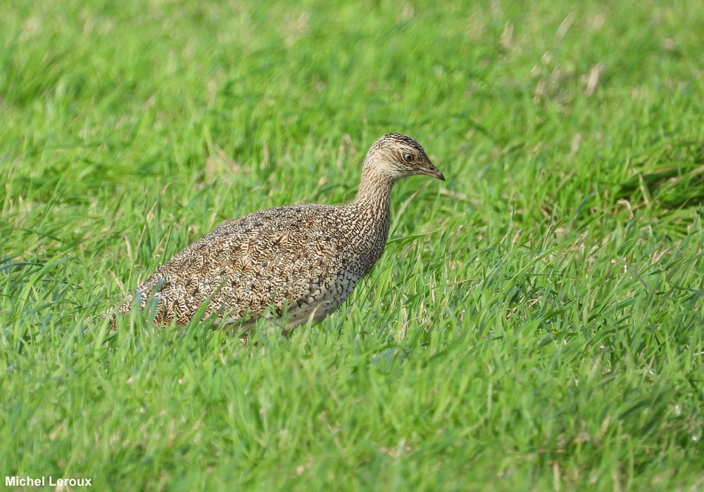Outarde canepetière (Tetrax tetrax)