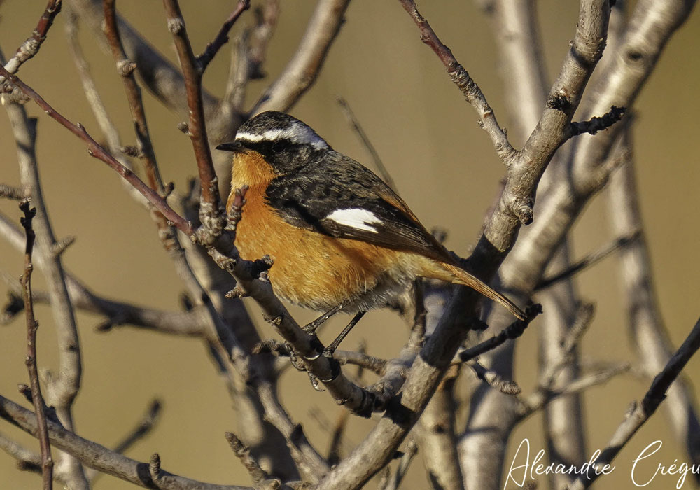 Rougequeue de Moussier (Phoenicurus moussieri) mâle de première année