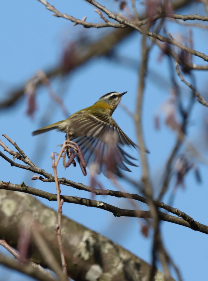 Roitelet triple-bandeau
