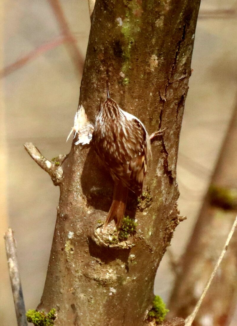 Grimpereau des jardins