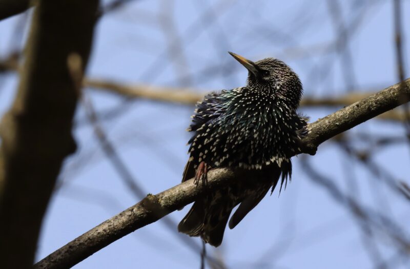 Étourneau sansonnet