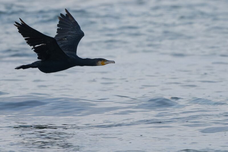 Grand Cormoran en vol
