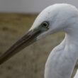 Portrait d’Aigrette garzette