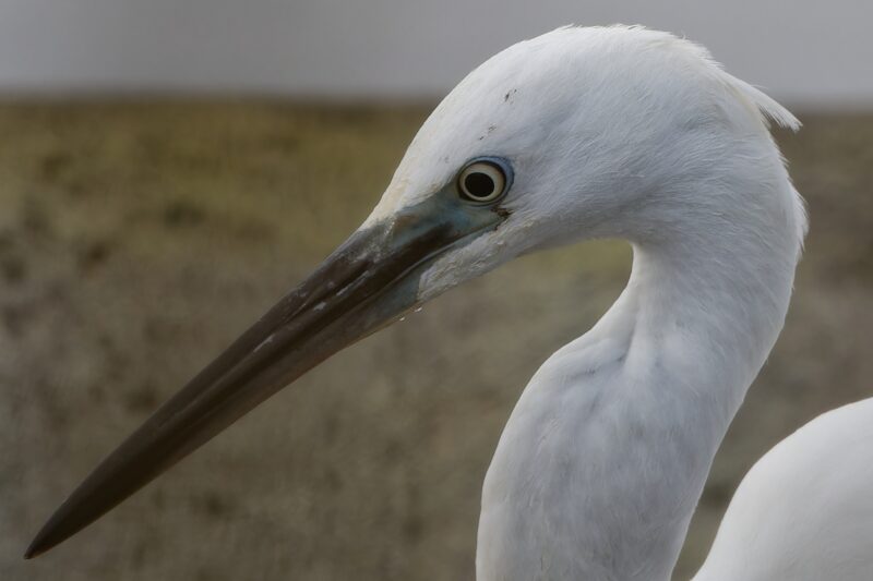 Portrait d&rsquo;Aigrette garzette