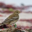Pipit farlouse