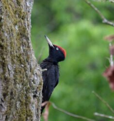 Conférence « Arbres & Oiseaux, une symbiose essentielle »