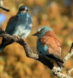 7ème édition du Festival Nature du Groupe Ornithologique du Roussillon