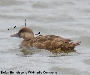 Macreuse noire (Melanitta nigra) femelle adulte