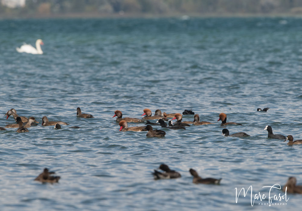 Nettes rousses (Netta rufina) et Foulques macroules (Fulica atra)