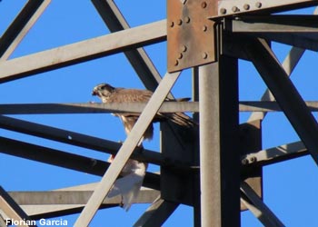 Faucon sacre (Falco cherrug) de seconde année Faucon sacre (Falco cherrug) de seconde année