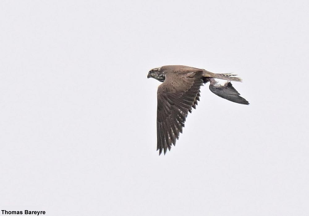 Faucon sacre (Falco cherrug) tenant dans ses serres les restes d'un Pigeon biset (Columbia livia)