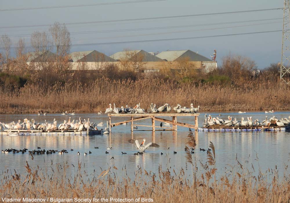 Quatrième colonie bulgare de Pélicans frisés (Pelecanus crispus)