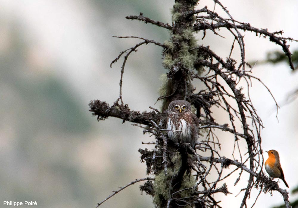 Chevêchette d'Europe (Glaucidium passerinum) et Rougequeue familier (Erithacus rubecula)