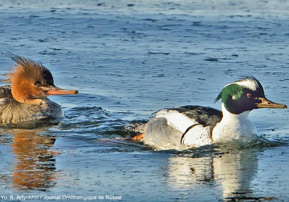 Harle huppé (Mergus serrator) femelle et mâle hybride Harle huppé x Harle piette (Mergellus albellus)
