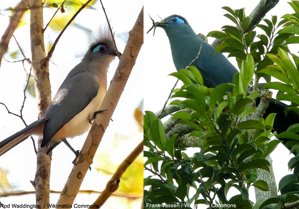 Coua huppé (Coua cristata) et Coua bleu (C. caerulea)