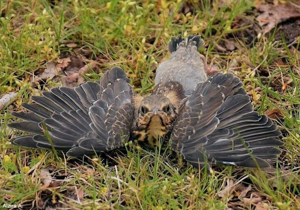 Jeune Grive litorne (Turdus pilaris)