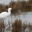 Spatule blanche sur l’île de Noirmoutier