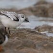 Bécasseau sanderling