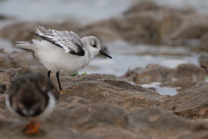Bécasseau sanderling