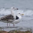 Goélands marins immature et adulte