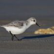 Bécasseau sanderling