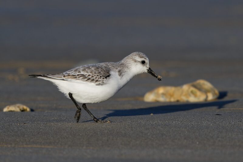 Bécasseau sanderling