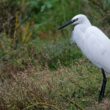 Aigrette garzette