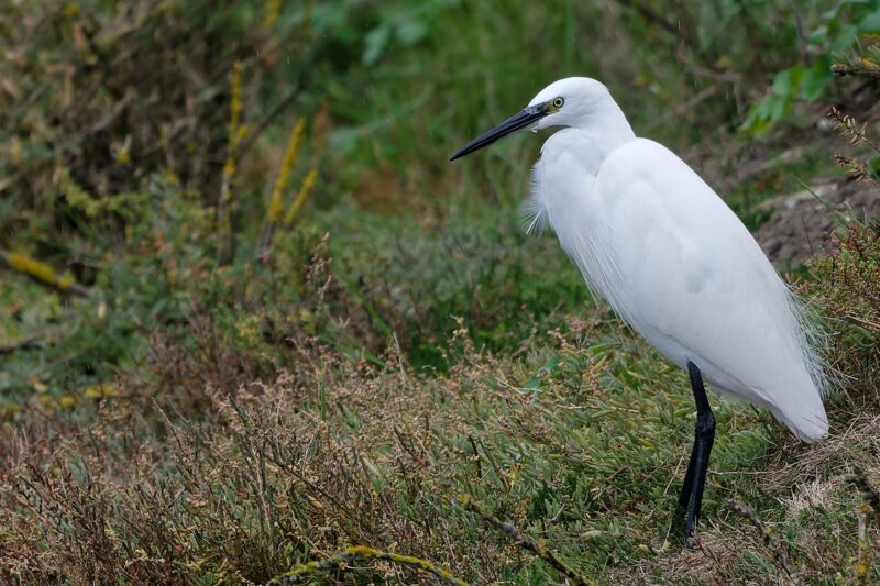 Aigrette garzette