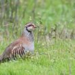 Perdrix rouge