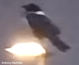 Corbeau pie (Corvus albus)