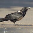 Comment expliquer les mystérieuses observations européennes d’une espèce africaine, le Corbeau pie ?