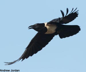 Corbeau pie (Corvus albus)