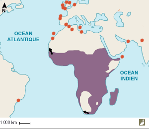 Aire de nidification du Corbeau pie (Corvus albus)