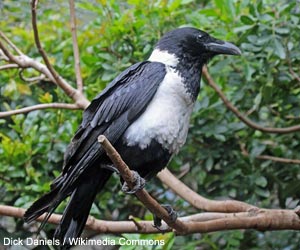 Corbeau pie (Corvus albus)