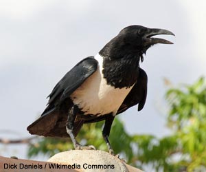 Corbeau pie (Corvus albus)