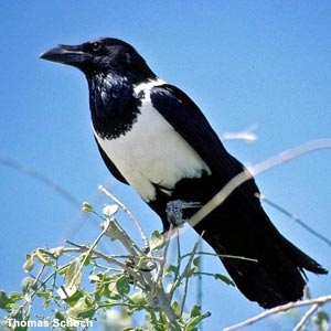 Corbeau pie (Corvus albus)