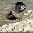 Comparaison Ibis falcinelles adulte et jeune