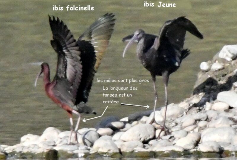 Ibis falcinelles adulte et jeune