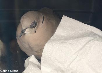 Tourterelle turque (Streptopelia decaocto) 