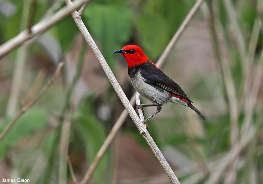 Myzomèle de Babar (Myzomela babarensis) mâle