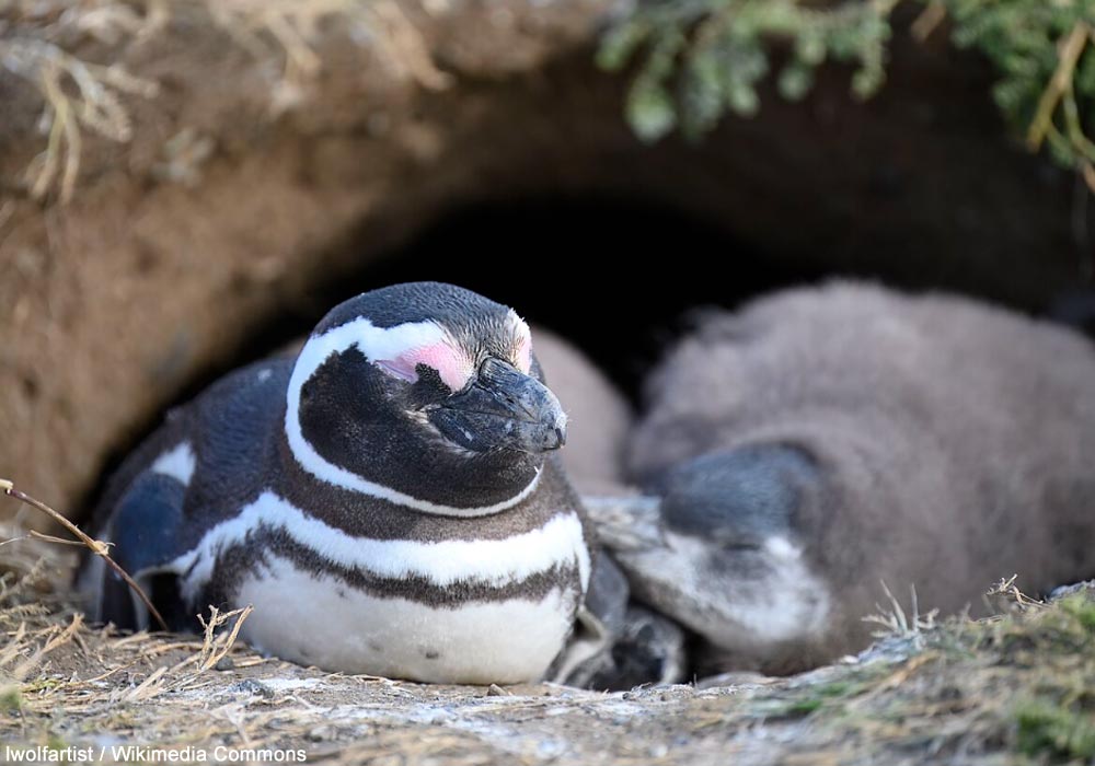 Manchots de Magellan (Spheniscus magellanicus)