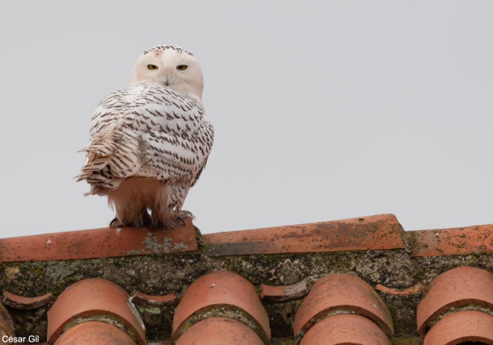 Harfang des neiges (Bubo scandiacus)