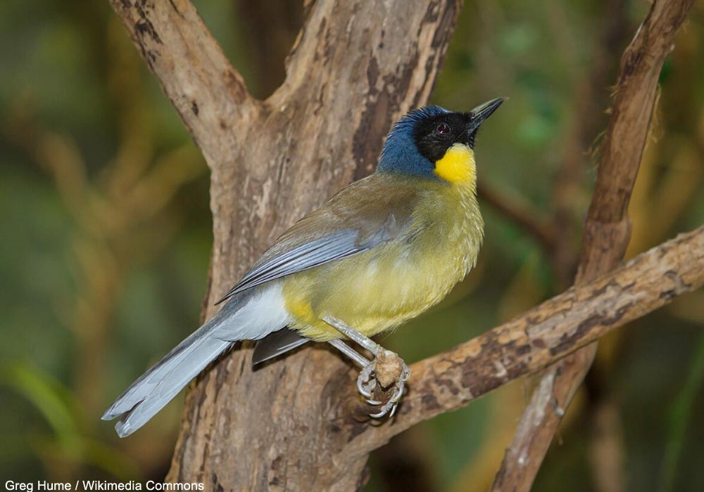 Garrulaxe de Courtois (Pterorhinus courtoisi)