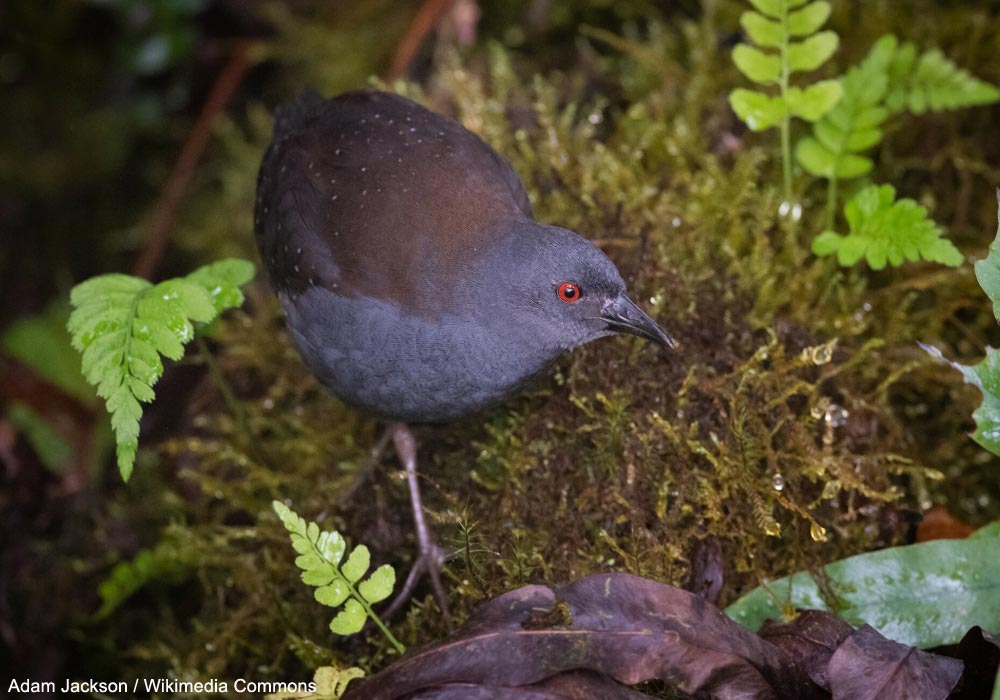 Râle des Galápagos (Laterallus spilonota)