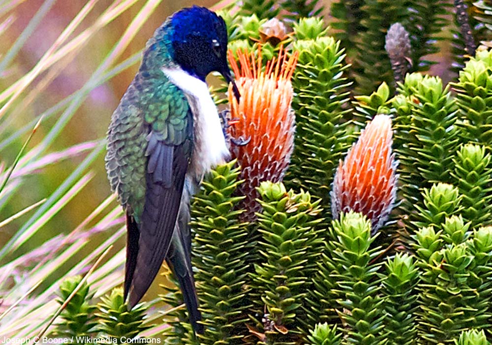 Colibri du Chimborazo (Oreotrochilus chimborazo) mâle