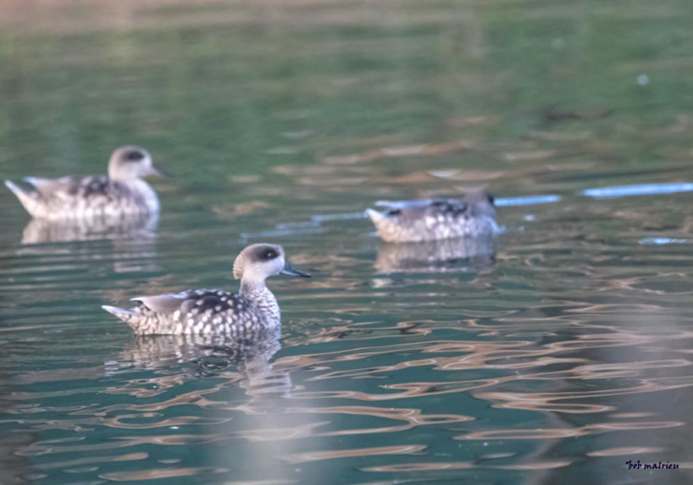 Sarcelles marbrées (Marmaronetta angustirostris)