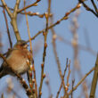 Pinson des arbres dans le Pas-de-Calais