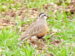 2-Pluvier guignard | Eudromias morinellus | Eurasian Dotterel