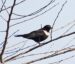 4-Merle à plastron | Turdus torquatus | Ring Ouzel