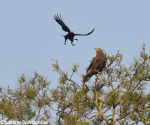 Aigle criard (Clanga clanga) adulte houspillé par une Corneille noire (Corvus corone)